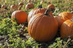 Why do farmers leave pumpkins in the field?
