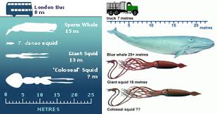 colossal squid c s w d