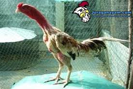 S1288 adalah sebuah situs taruhan adu ayam yang menyajikan pertandingan sabung ayam secara live streaming dari arena pertandingan sabung ayam yang berbasis di filipina, vietnam dan kolombia dengan menyediakan ayam bangkok sebagai ayam petarungnya. Kelebihan Dan Kekurangan Ayam Laga Vietnam