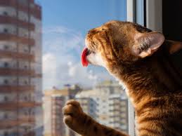 Why Do Cats Lick Windows Screens 10