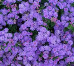 picture of hawaii blue ageratum