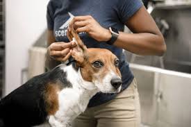 canine ear infections