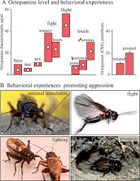 Octopamine And Aggression In Crickets A Bar Chart Giving