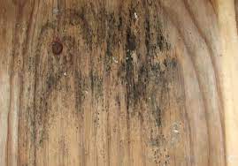 mold in your hardwood floors