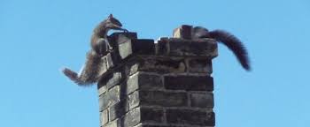 Animals Pests In The Chimney