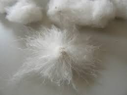 綿の種って。。どうなっているの？ :綿花の栽培 日和和枝 [マイベストプロ北海道]