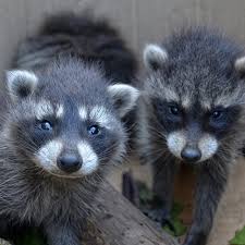 Mothballs will not get rid of your raccoons. How To Get Rid Of Raccoons Updated For 2021