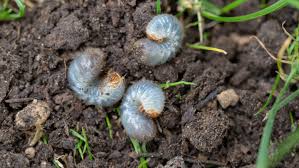how to get rid of lawn grubs for a pest