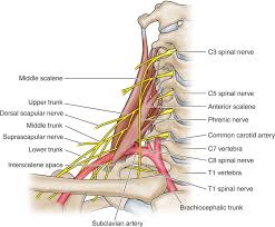 Image Result For Cervical Spine Nerve Roots Vertebral