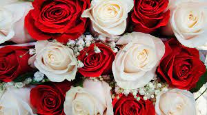 Red And White Roses Wallpapers Desktop ...