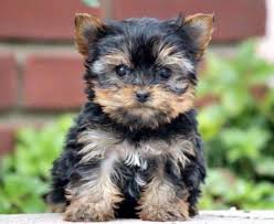 Check spelling or type a new query. Yorkiepoo Puppies For Sale Puppy Adoption Keystone Puppies