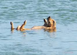 Image result for animals in hot weather photos