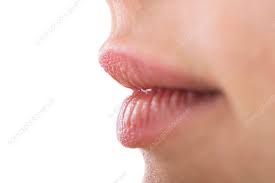 woman s lips stock image c019 8659