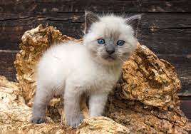 Seal Point Siamese Kittens For Sale Near Me gambar png