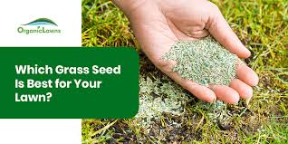 which gr seed is best for your lawn