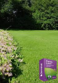 Family Lawn Grass Seed Germinal Amenity