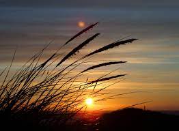 Free photo: Silhouette Image of Fountain Grass during Sunset in Close Up  Photography - Dawn, Dusk, Grass - Free Download - Jooinn