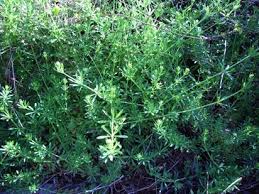 goosegr cleavers bedstraw eat