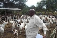 Image result for Where to buy Exotic Goats in Uganda