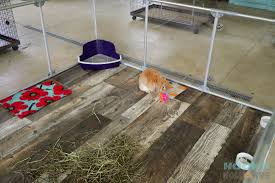 best bunny enclosures ideas for bunny