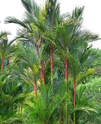 lipstick palm tree cyrtostachys renda
