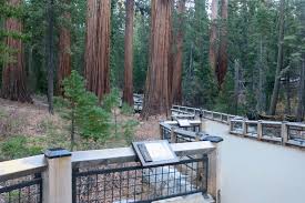 Mariposa Grove : les séquoias géants de Yosemite - Bons plans voyage  Yosemite National Park » Californie