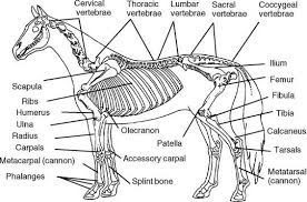 The Art Of Equine Skeletal And Muscular Systems Skeletal