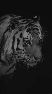 Iphone black wallpaper hd love. Tiger Dark Bw Animal Love Nature Hd Wallpapers And Backgrounds For Iphone