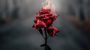 rose flower wallpaper 4k fire burning