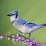 blue jay bird from a-z-animals.com