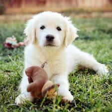 Find golden retriever puppies in canada | visit kijiji classifieds to buy, sell, or trade almost anything! The Bearden Pack Golden Retriever Breeder Southern California The Bearden Pack