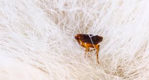 flea exterminator cost in uk how much