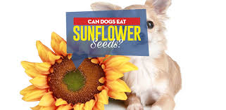 Can Dogs Eat Sunflower Seeds 5