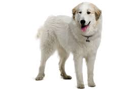 From there you can see photos of their pups, find. Great Pyrenees Puppies For Sale In Aurora Illinois Adoptapet Com