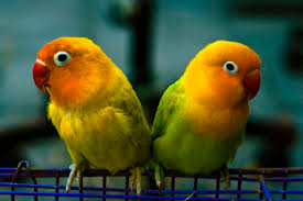 14 fun facts about lovebirds science