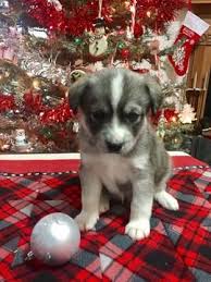Buy and sell on gumtree australia today! Litter Of 5 Pomsky Puppies For Sale In Augusta Wv Adn 60122 On Puppyfinder Com Gender Female Age 7 Pomsky Puppies Puppies For Sale Pomsky Puppies For Sale