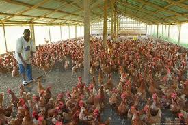 Modern automated designs for layer house : How To Select A Good Poultry Housing System Agro4africa