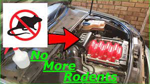 keep rodents out of your engine bay