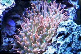 keeping anemones reef aquarium