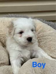 nowra bomaderry nsw dogs puppies