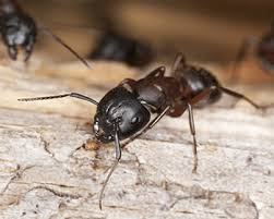 Image result for carpenter ants