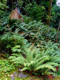 shade tolerant plants for woodland