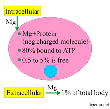 magnesium level mg labpedia net