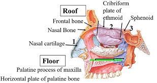 nasal cavity anatomy qa