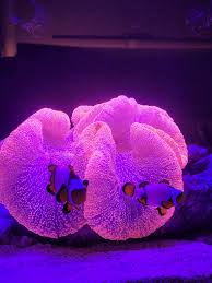 showsize pink haddoni carpet anemone