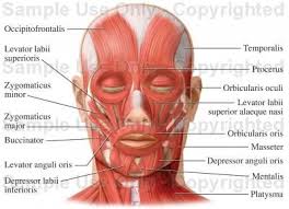 Muscles Of The Face Facial Muscles Medical Illustration