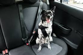 Dog Car Seat Belts For Pet Safety