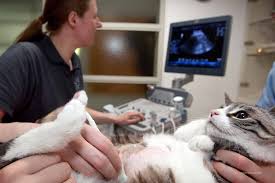 Dabei bekommt unser kater genauso oft und immer ein wenig mehr und ist richtig schlank. Pankreatitis Bei Der Katze Entzundete Bauchspeicheldruse Bei Der Katze Tiermedizinportal Tiermedizinportal