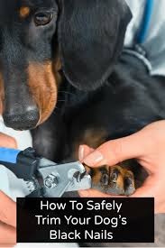 safely trim your dog s black nails