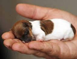 Image result for smallest mammal in the world